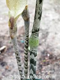 Image result for Gonatopus clavatus