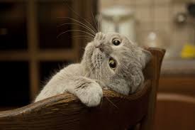 Top 5 Tricks You Can Teach Any Cat With Clicker Training Videos Cattime Funny Cat Pictures Kittens Funny Cats And Kittens