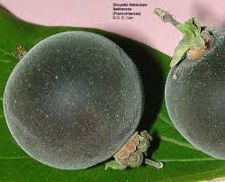 Image result for Dovyalis sp. A