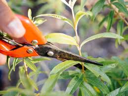There is science behind removing rust from your kitchen tools. 6 Simple Tips For Maintaining Your Gardening Tools Garden Betty