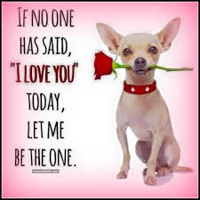 Follow cooper and capo on instagram Chihuahua Valentine S If No One Said I Love You Today Let Me Be The One Pictures Chihuahua Quotes Chihuahua Love Dog Quotes