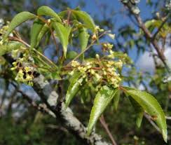 Image result for Commiphora schlechteri