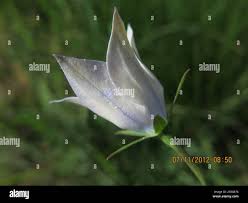 Image result for Wahlenbergia undulata