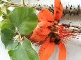 Image result for Commiphora fulvotomentosa