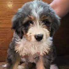 More images for f1b bernedoodle puppies michigan » Home