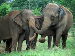 Carmax's volunteer team building grants are perfect for employees who like to volunteer together! Global Sanctuary For Elephants Reviews And Ratings Brentwood Tn Donate Volunteer Review Greatnonprofits