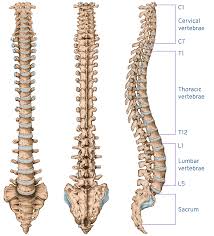 Image result for Lumbar vertebrae