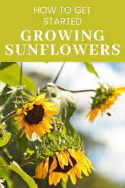 How To Grow Care For And Use Sunflowers Growing Sunflowers Planting Sunflowers Plant Care
