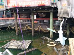 Snapper destin, you can all thank me…. Fudpucker S Restaurant In Destin Florida Kid Friendly Restaurants Trekaroo