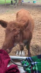 Blind dwarf cow cleans my window 😁 #Memezar (lifewithpigsfarmsactuary via  Bviral)