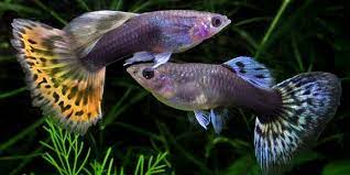 How To Care For Guppies The Aquarium Guide