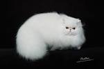 himalayan persian kittens for sale in Tennessee ...