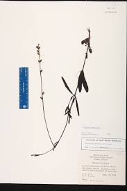 Image result for Buchnera lastii