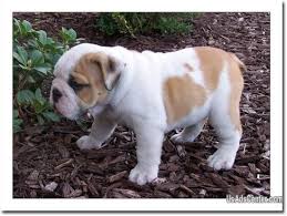 1.11 shady grove acres puppies Two English Bulldog Puppies Available Pets For Sale In Springfield Ohio Usadscenter Com Mobile 87614