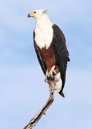 African fish eagle - Wikipedia