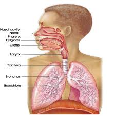 Click here to learn the concepts of nostrils, nasal cavity and internal nares from biology. Chapter 10 7 Solutions Human Biology 15th Edition Chegg Com