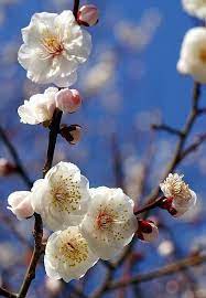 Stunning Views Japanese Apricot Blossoms Apricot Blossom Beautiful Flowers Blossom