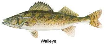West Virginia Dnr Sport Fishing Species Identification Walleye Fishing Fish Drawings Fish