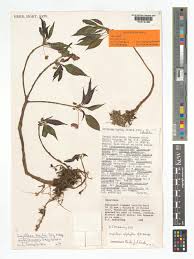 Image result for Impatiens keilii