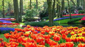 gardens keukenhof lisse south holland the netherlands wallpaper hd wallpapers schone garten weltreise planen weltreise