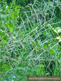 Image result for Dovyalis hispidula