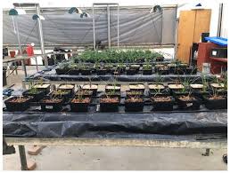 Image result for Kedrostis abdallai