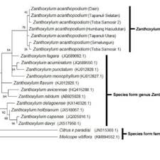 Image result for Zanthoxylum holtzianum