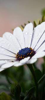 Trova le migliori immagini gratuite di fiori sfondo bianco. Risultati Immagini Per Sfondi Whatsapp Fiori Sfondi Fiori Immagini