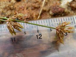 Image result for Bulbostylis trabeculata