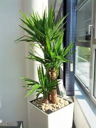 Anche le piante bulbose primaverili come. 6 Piante D Appartamento Facili Da Curare Dolcevita