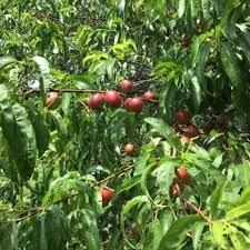 Have plenty for jams, jellies, canning, eating fr. What Is The Name Of This Fruit Tree Thriftyfun
