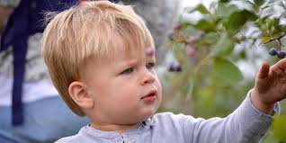 Blueberry Picking at Spooners Farm · Lemons to Love