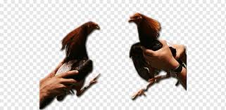 Amigos, las peleas de gallos se realizan en cualquier parte del mundo y los amantes de esta cultura quieren perennizar el momento ya sea con una fotografía o vídeo, pero algunos eligen los dibujos. Gallo Pelea De Gallos Gallistico Club De Puerto Rico Gallo Juego Galliformes Pajaro Png Pngwing