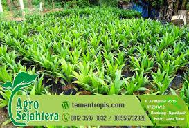 ☎ 0812 3241 2221 pusat jual beragam benih, biji, dan bibit tanaman pohon unggul yang telah bersertifikat secara resmi. Jual Bibit Kelapa Hibrida Yogyakarta