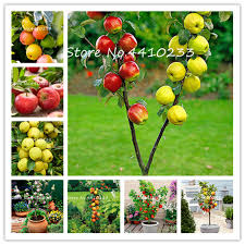 You can make bonsai from endless varieties of trees. 100 Pcs Organic Delicious Sweet Apple Bonsai Rare Fruit Bonsai Tree Four Season Fruit Seeds Home Garden