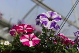 What kind of fertilizer to use for hanging petunias? Grow Hanging Baskets Like The Pros Piala S Nursery Garden Shop