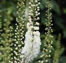 Image result for Acalypha racemosa