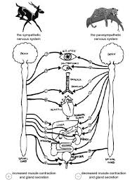 Anatomy And Physiology Of Animals Nervous System Wikibooks Open Books For An Open World It generates, modulates and transmits information in the human body. physiology of animals nervous system