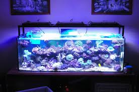 Led Lighting Best Aquarium Led Lighting