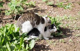 Lo Que Debes Saber Sobre El Comportamiento Sexual Felino Lovetoknow