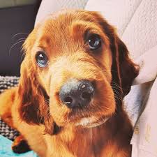 Enter your email address to receive alerts when we have new listings available for doodle puppies for sale uk. Our Dogs Ponsonby Poodle Doodles