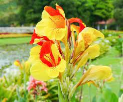 Canna Cleopatra Indian Shot Cleopatra Canna Lily Cleopatra Canna Yellow Humbert Canna Spanish Emble Canna Lily Container Garden Design Easy Garden