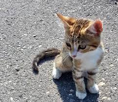 cat kedi by meral meri kedi cati