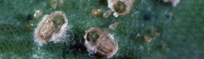 Image result for Allophylus whitei
