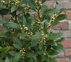 Image result for Laurus
