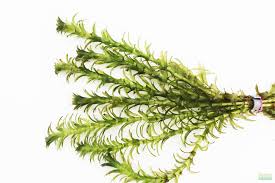 Image result for Elodea