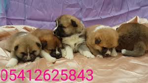 Akita Inu Yavru 05412625843 Akita Japonca