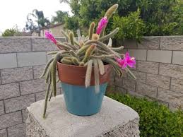 This cactus propagates through seeds but also cuttings. How To Care For Rat Tail Cactus The Green Experiment Company