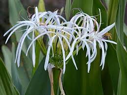 Image result for Crinum crassicaule