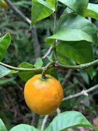 Image result for Tabernanthe elliptica